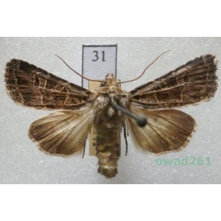 Sideridis reticulata (Goeze, 1781) Czech31